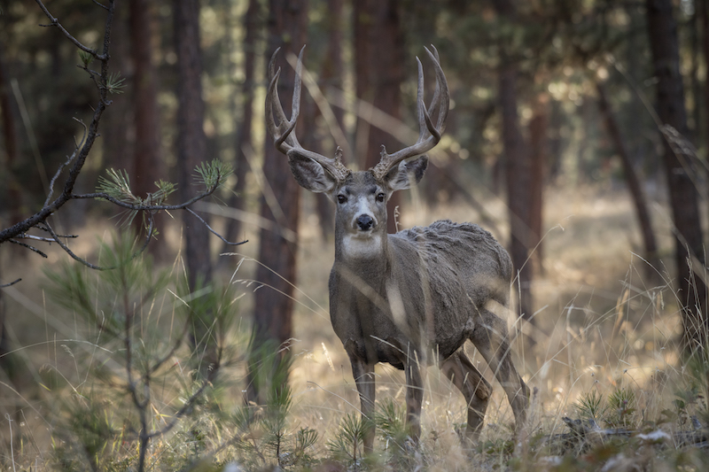 Antlerless Deer Zones - Oklahoma Hunting